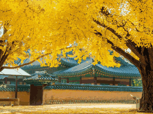 韩国外贸数据,外贸数据,MG冰球突破官网外贸数据